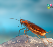 Empresa Cucaracha