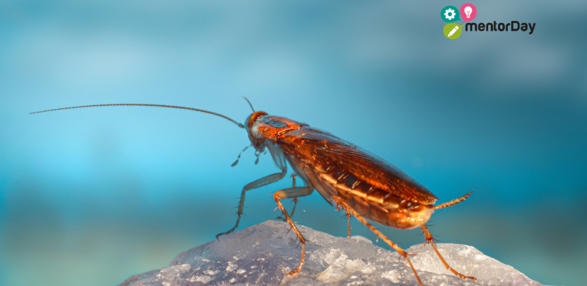 Empresa Cucaracha: El Modelo de Resiliencia y Supervivencia 5 (3)