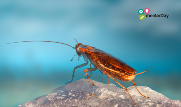 Empresa Cucaracha: El Modelo de Resiliencia y Supervivencia