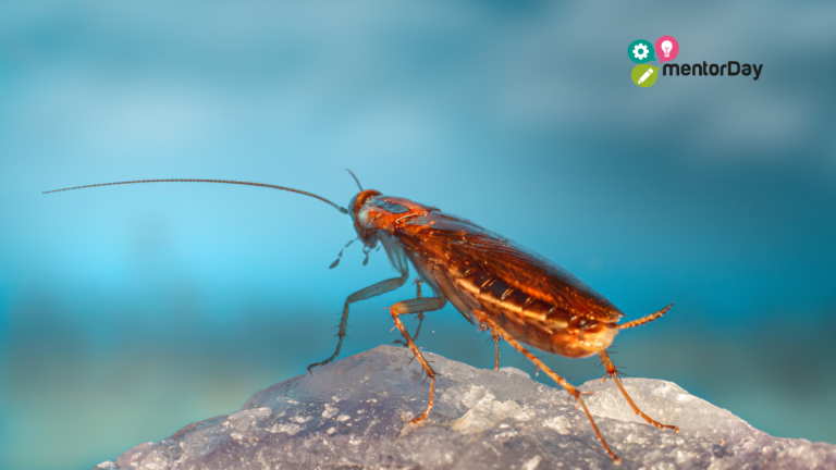 Empresa Cucaracha