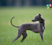 Empresa Galgo