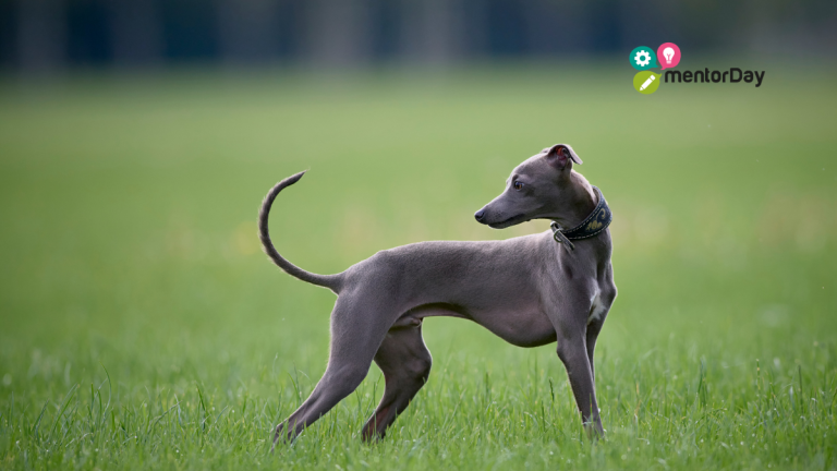 Empresa Galgo