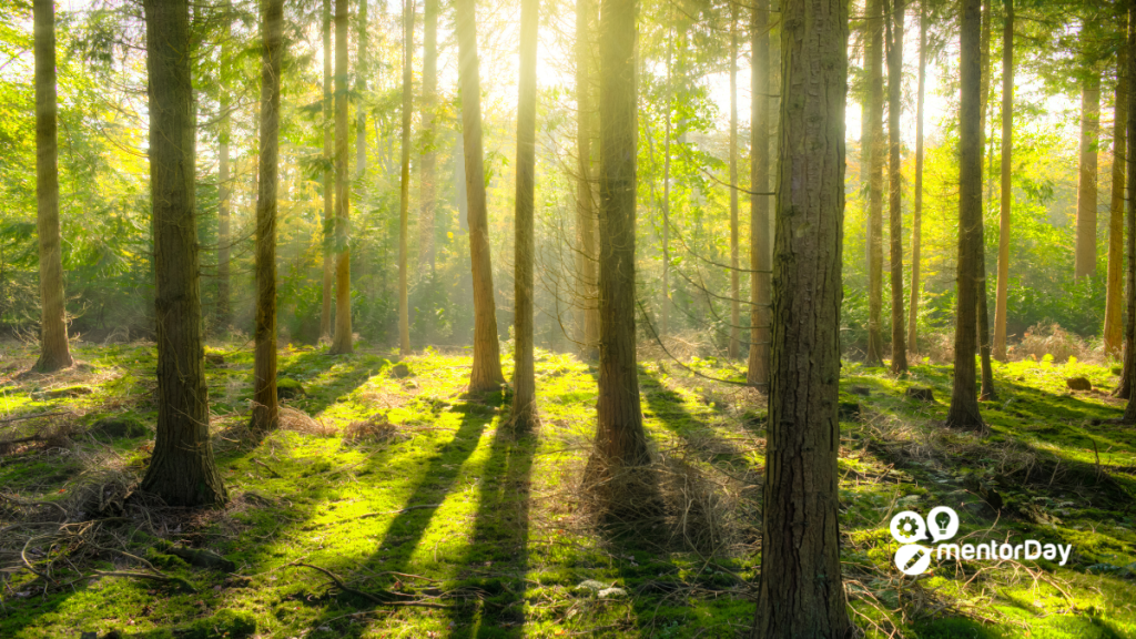 Recursos forestales