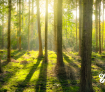 Recursos forestales