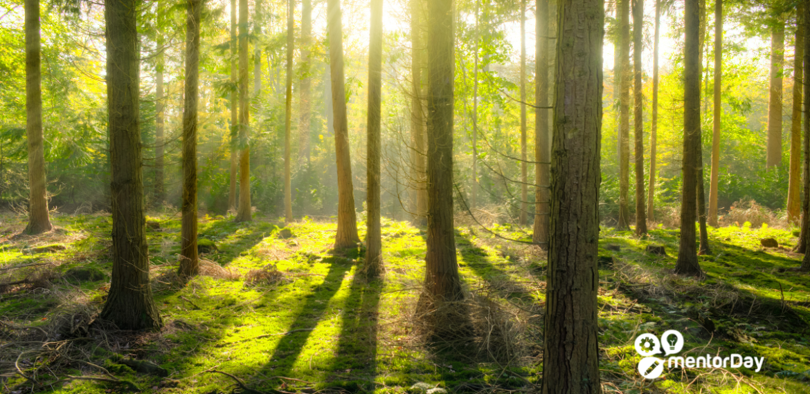 Recursos forestales: qué son y oportunidades para emprender 4 (4)