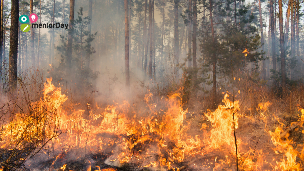 Reactivación Empresarial afectados por incendios forestales