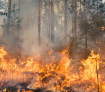 Reactivación Empresarial afectados por incendios forestales