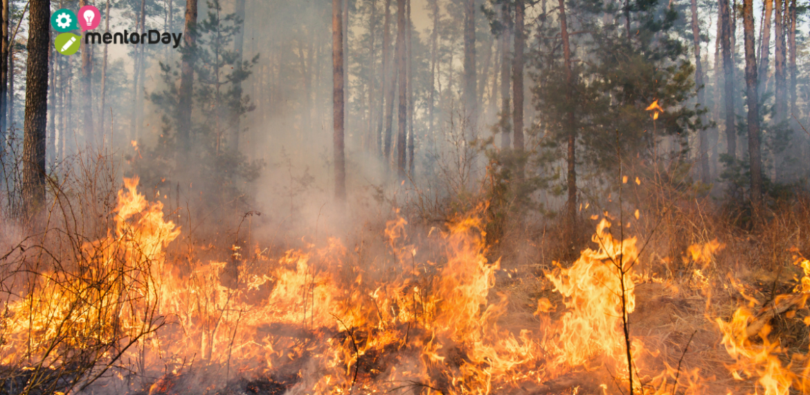 Información específica para empresarios, autónomos y emprendedores afectados por incendios forestales en España 2026 0 (0)